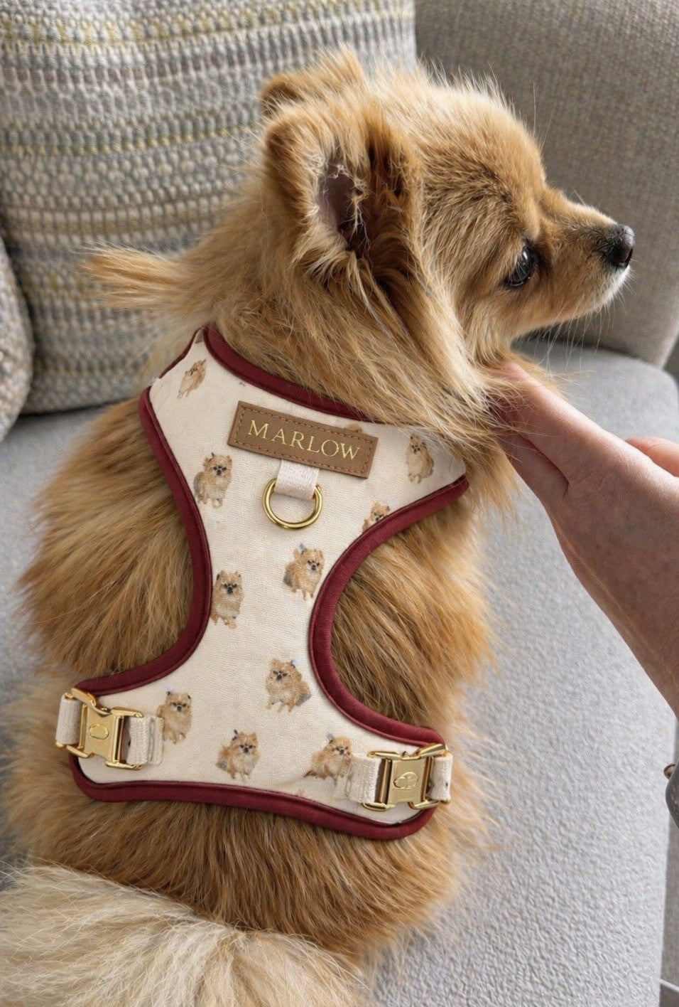 Classic Pomeranian Harness